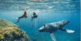 Snorkelers and marine life in Maui waters